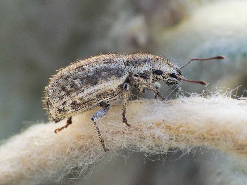 Strophomorphus porcellus (Schoenherr, 1832)